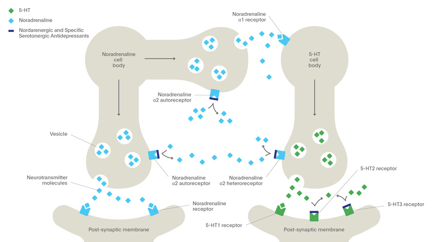 mirtazapine mechanism of action