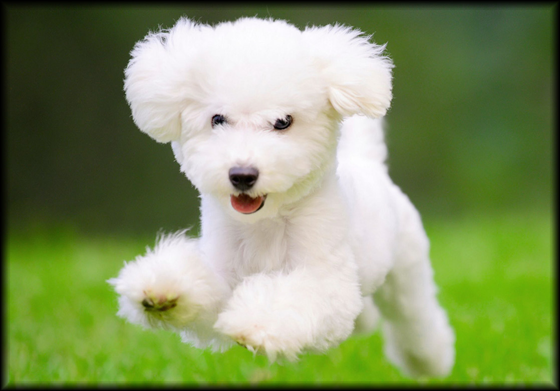 cute-puppy